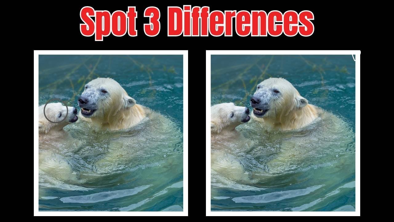 Can You Spot 3 Differences Between the Walrus and Polar Bear